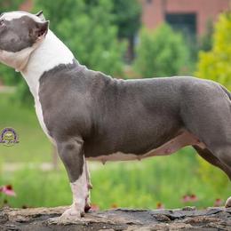 American Bullies from Circle B Bully