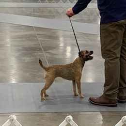 Border Terriers from SpringToo Borders