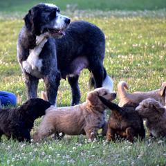 Saint Berdoodle Puppies from Highland Ridge Doodles