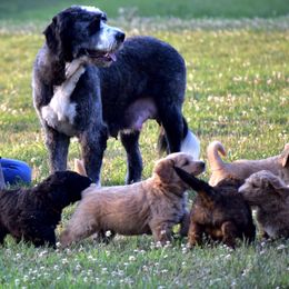 Saint Berdoodle Puppies from Highland Ridge Doodles