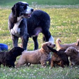 Saint Berdoodle Puppies from Highland Ridge Doodles