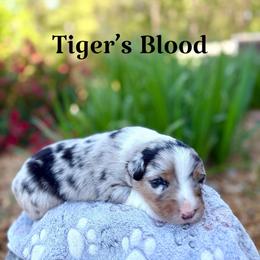 Tiger's Blood - Blue merle male Australian Shepherd puppy in Jena, Louisiana from Diamond 5 Aussies