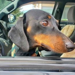 Trudy - Dachshund