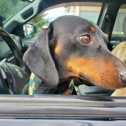 Trudy - Dachshund