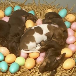Dachshund Puppies from Sausagedog-NYC