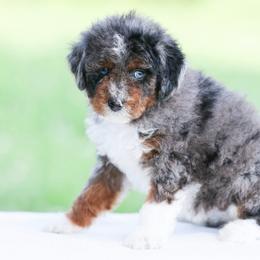 Lily - Blue merle female Aussiedoodle puppy in Factoryville, Pennsylvania from North Mountain Doodles