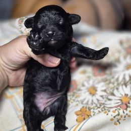 Star - Black and white female Cockapoo puppy in West Point, Mississippi from Golden Paws