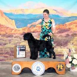 Clue - Portuguese Water Dog