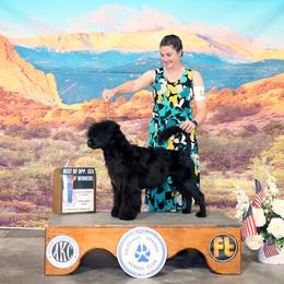 Clue - Portuguese Water Dog