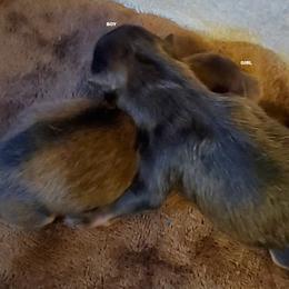 Doodles (AKC) - Orange sable male Pomeranian puppy in West Newton, Pennsylvania from Donna's Pomeranians
