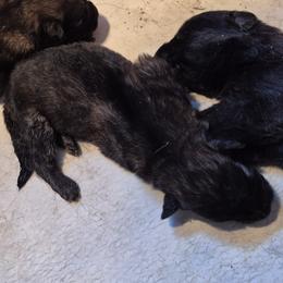 Boy 3 - Sable male German Shepherd puppy in Lake George, Colorado from High Country German Shepherds