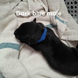 Dark blue - Black male Belgian Malinois puppy in Fort Worth, Texas from North Texas Working Malinois