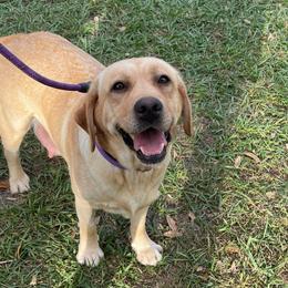 Ultra - Labrador Retriever