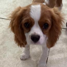 Eli - Blenheim male Cavalier King Charles Spaniel puppy in Ocala, Florida from Ray of Sunshine Spaniels LLC