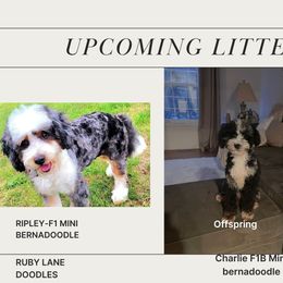 Bernedoodle puppies from Ruby Lane Doodles