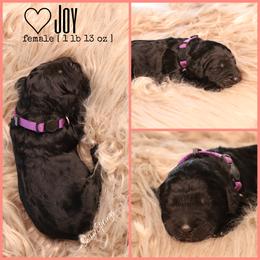 Double Doodle, Goldendoodle, and Sheepadoodle Puppies from Shaw Spring's Canines