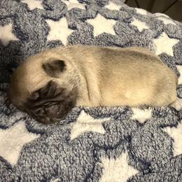 Luke (blue) - Fawn male Pug puppy in Hereford, Arizona from Broken Road Ranch Pugs