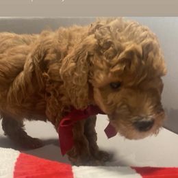 Kringle - blue collar - Apricot male Goldendoodle puppy in Brea, California from Dhalia’s Doodles