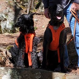 Giant Schnauzers from Ogeno's Giants