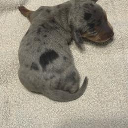 Archie - Gray (blue) and tan male Dachshund puppy in Hardy, Arkansas from Tracy's Dachshunds