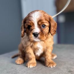 Peter Parker - Ruby male Cavalier King Charles Spaniel puppy in Highland, Utah from The Furry Godmother Cavaliers