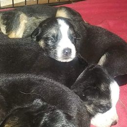 German Shepherd Puppies from Storybook Kennels
