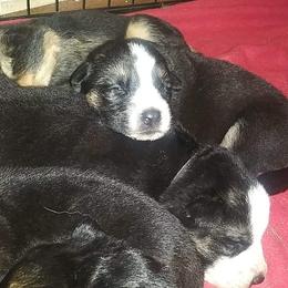 German Shepherd Puppies from Storybook Kennels