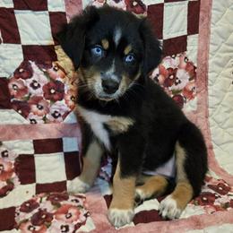 Holly - Black tri-color female Australian Shepherd puppy in Peach Bottom, Pennsylvania from Arcadia Australian Shepherds