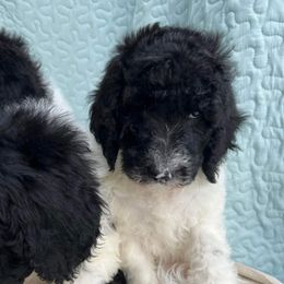 Goldendoodle and Poodle Puppies from Elizabeth Rocha's Doodles