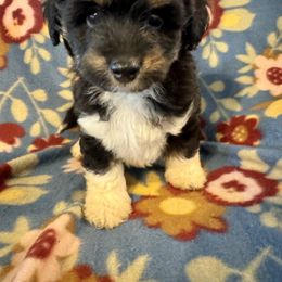 Benji - Black phantom male Aussiedoodle puppy in Howe, Oklahoma from Cuddly Cavapoos