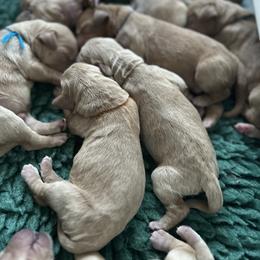 Boy 3 - male Australian Labradoodle puppy in Chuluota, Florida from Delano Australian Labradoodles