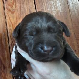 Chocolate Girl 4 - Chocolate female Labrador Retriever puppy in Andrews, South Carolina from Leyland Cypress Retrievers