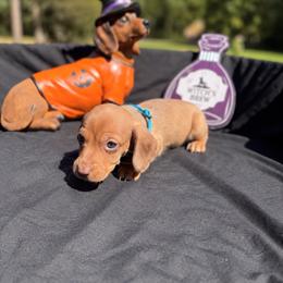 Zazu AKC 2,500 - Dapple male Dachshund puppy in Indian Trail, North Carolina from Hilda’s Teenie Weenies
