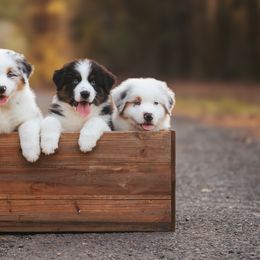 Australian Shepherd Puppies from River Reign Australian Shepherds