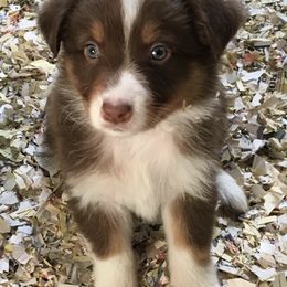 Australian Shepherds from Western Skies Aussies