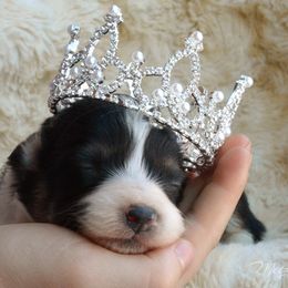 Pembroke Welsh Corgi Puppies from Metzger Homestead