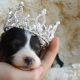 Pembroke Welsh Corgi Puppies from Metzger Homestead