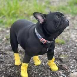 Bunny - French Bulldog