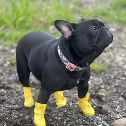 Bunny - French Bulldog
