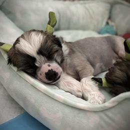 Slate Hairy Hairless Boy - Slate male Chinese Crested puppy in Tomball, Texas from Gracieux Chinese Cresteds