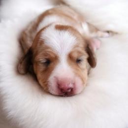 Winnie - Dapple female Dachshund puppy in East Bend, North Carolina from Yadkin Valley Dachshunds