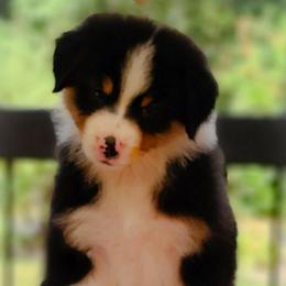 Girl 2 - Black tri-color Australian Shepherd puppy in Maryland from Lake Shore Australian Shepherds
