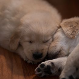 Goldendoodle, Golden Retriever, and Sheepadoodle Puppies from Guppy Puppies