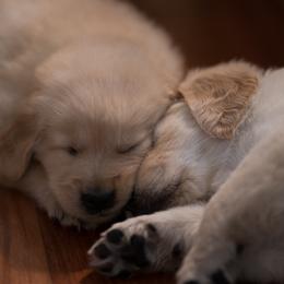 Goldendoodle, Golden Retriever, and Sheepadoodle Puppies from Guppy Puppies