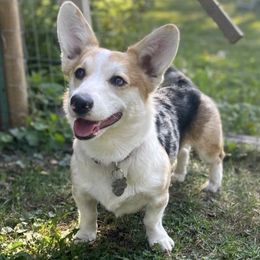 American Corgis from Crystal Blue Corgi