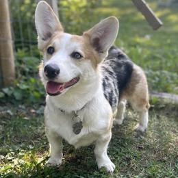 American Corgis from Crystal Blue Corgi