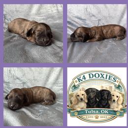SVEN - Brindle male Dachshund puppy in Tulsa, Oklahoma from K4 Doxies