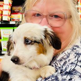 Baby Pebbles - Blue merle female Miniature American Shepherd puppy in Jonesborough, Tennessee from Bouchard’s Best Shepherds