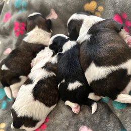 Shih Tzu puppies from Ling Ling’s Shih Tzu