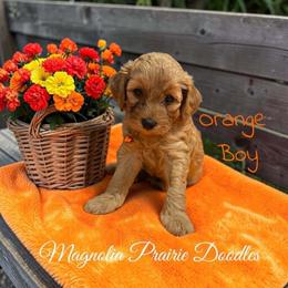 Boy 1 - male Cavapoo puppy in Lavon, Texas from Magnolia Prairie Doodles